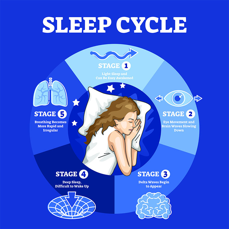 Sleep cycle with labeled night stages and phases description outline diagram. Educational scheme with biological brain and body processes vector illustration. Delta waves, deep relax and eye movement.